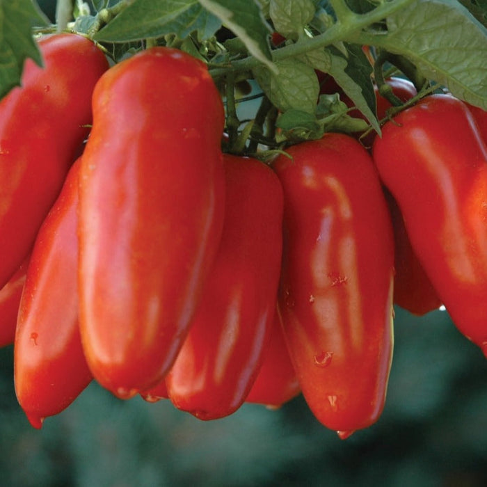 Ripe red Roma tomatoes on the vine, glistening with morning dew. Fresh paste tomatoes, perfect for sauces and canning.