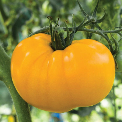Vibrant yellow beefsteak tomato growing on a green vine. Fresh garden harvest.