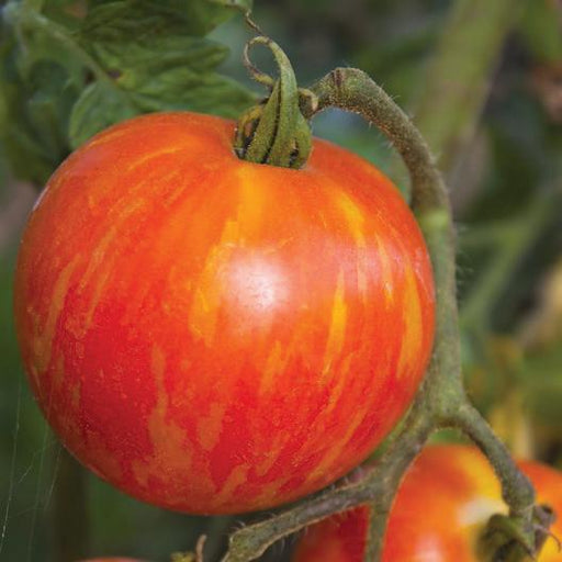 Ripe red and orange striped heirloom tomato on the vine. Fresh garden produce.
