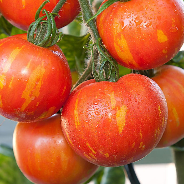 Vibrant red-orange striped heirloom tomatoes, dew-covered on the vine.