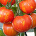 Vibrant red-orange striped heirloom tomatoes, dew-covered on the vine.