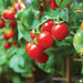 Ripe red cherry tomatoes on the vine with green leaves. Fresh, organic garden produce ready for harvest.