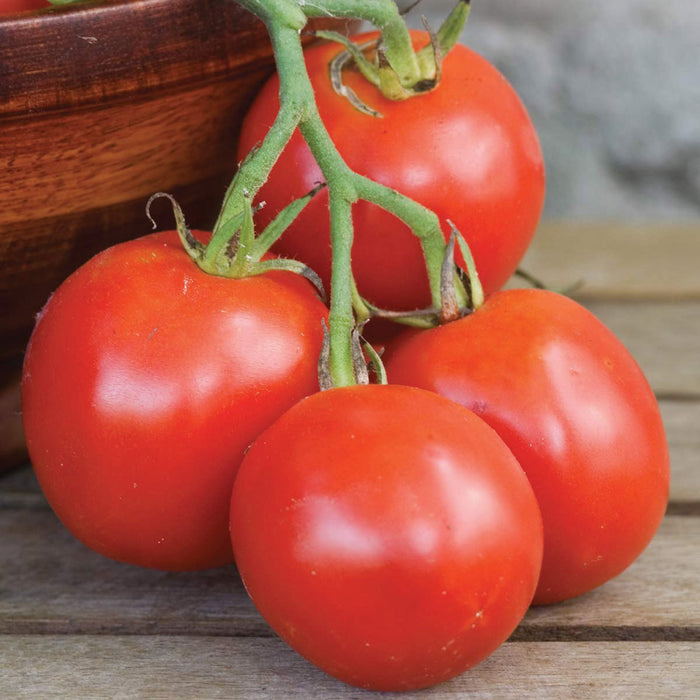 Fresh vine-ripened red tomatoes on the vine, on a rustic wooden table with a bowl.