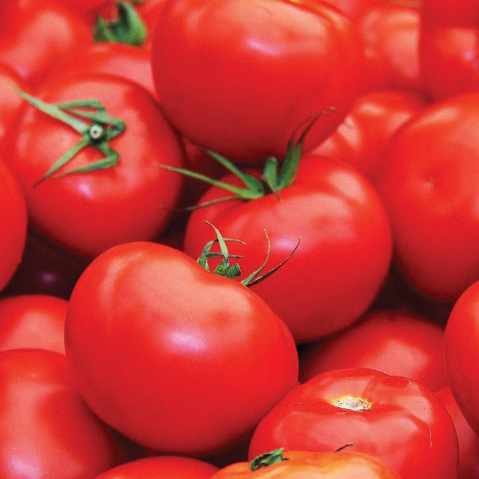 Ripe, vibrant red tomatoes with green stems. Fresh garden harvest, healthy produce.