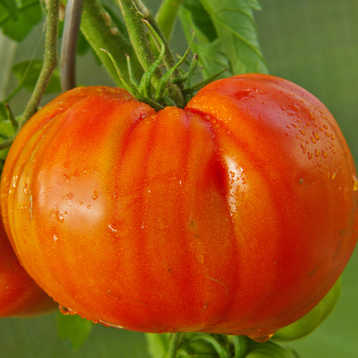 Ripe, ribbed red-orange tomato with water droplets on the vine. Fresh garden produce.