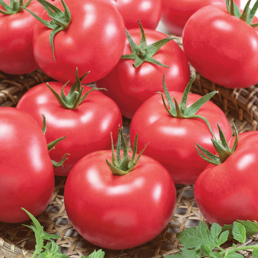 Vibrant red garden tomatoes with green calyxes in a rustic woven basket, fresh for harvest.