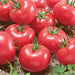 Vibrant red garden tomatoes with green calyxes in a rustic woven basket, fresh for harvest.
