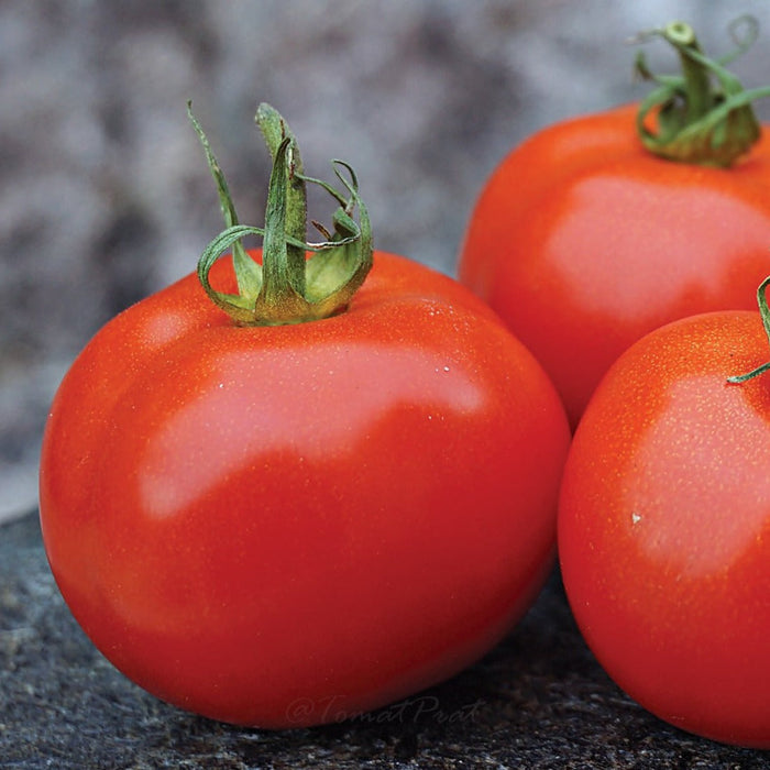 Close-up of three ripe, red tomatoes with green stems on a dark background. Fresh garden vegetables.