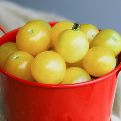 Red bucket overflowing with bright yellow cherry tomatoes, fresh garden harvest.
