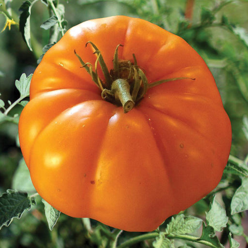 Ripe, deeply ribbed orange heirloom tomato with green stem and foliage, growing in a garden.