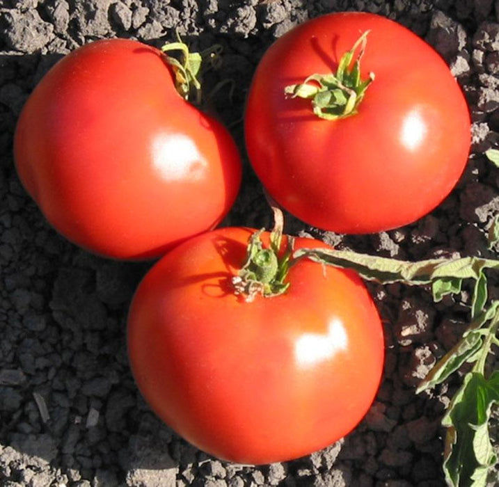 Three ripe red garden tomatoes with green stems resting on dark soil. Fresh, healthy organic produce.