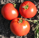 Three ripe red garden tomatoes with green stems resting on dark soil. Fresh, healthy organic produce.