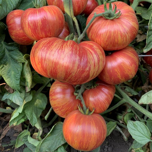 Ripe, vibrant red and orange striped heirloom tomatoes on the vine. Fresh garden produce, ready for harvest.