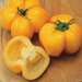 Fresh yellow stuffing tomatoes on a wooden board. Whole and one halved, revealing hollow seed cavity.