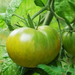 Vibrant green striped heirloom tomato ripening on the vine. Fresh garden produce.