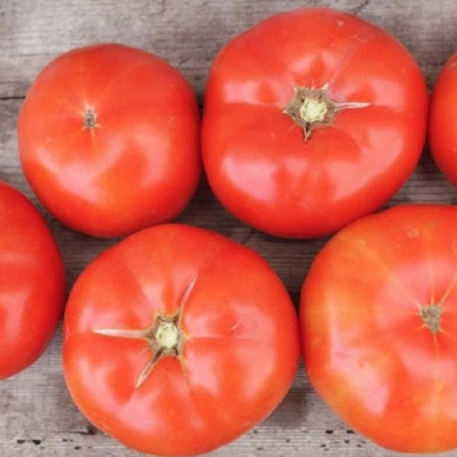 Six ripe red tomatoes on rustic wood. Fresh garden produce, healthy ingredients.