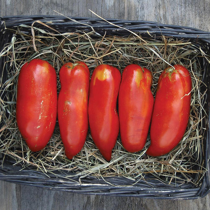 Five ripe red Roma tomatoes in a rustic basket with straw. Freshly harvested paste tomatoes.