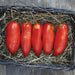 Five ripe red Roma tomatoes in a rustic basket with straw. Freshly harvested paste tomatoes.