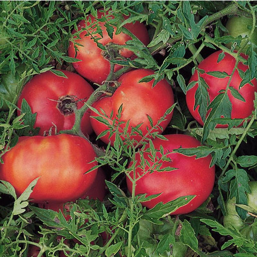 Vibrant ripe red tomatoes on a vine with lush green leaves. Fresh garden harvest.