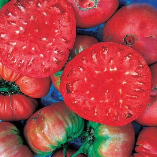 Vibrant red and ripening heirloom tomatoes, several sliced to reveal juicy interiors and seeds. Fresh garden produce.