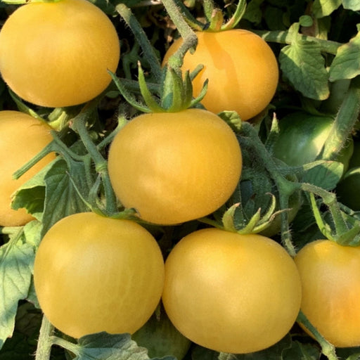 Vibrant yellow tomatoes ripening on a healthy plant in a sunny garden.