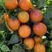 Cluster of ripening orange tomatoes on a vibrant green vine, ready for harvest.
