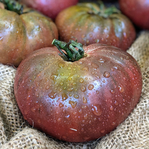 Fresh, wet heirloom beefsteak tomatoes on burlap. Ripe, dark red and green, dewy skin. Farmers market.