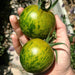 Hand holding two striped green and yellow Green Zebra heirloom tomatoes, garden fresh harvest.