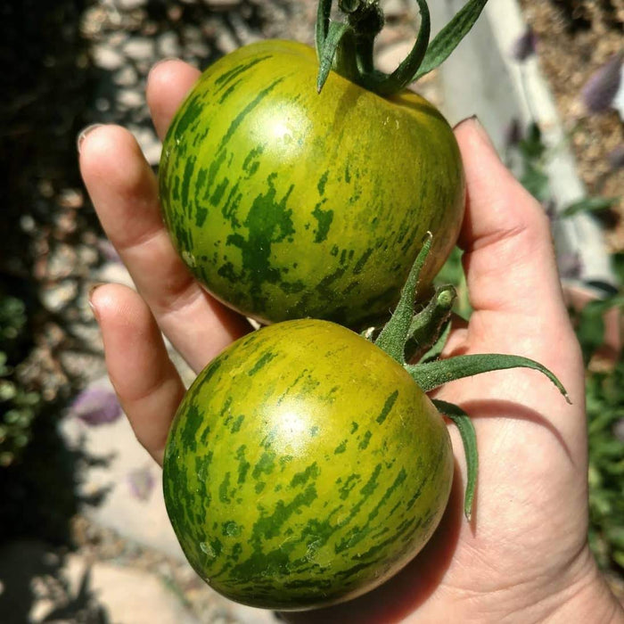 Hand holding two vibrant green zebra heirloom tomatoes with dark green stripes, garden fresh produce.