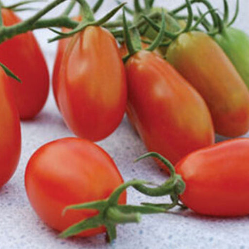 Ripe red and ripening orange plum tomatoes on green vines, some loose. Fresh garden produce.