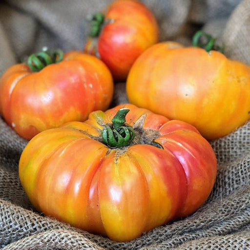 Fresh orange and yellow ribbed heirloom tomatoes on burlap. Organic garden harvest.