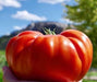 Hand holding a large, vibrant red heirloom tomato, fresh from the garden, with a sunny blue sky and distant hills.