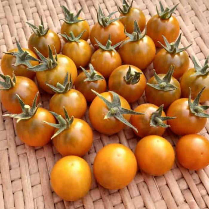 Freshly harvested orange cherry tomatoes with green stems on a light woven basket. Ripe, vibrant garden produce.