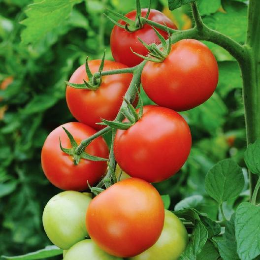 Ripe red and green tomatoes growing on a vine. Fresh garden harvest, healthy organic produce.