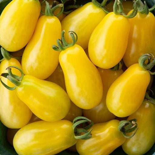 Heirloom yellow plum tomatoes with green calyxes. Fresh garden harvest.