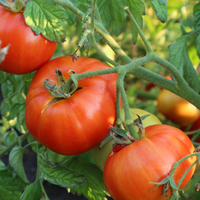 Vibrant red, ripe tomatoes hanging on a green vine in a sunny garden. Fresh, healthy home-grown produce.