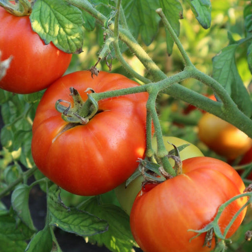 Plump, ripe red tomatoes hanging from a green vine with lush leaves in a sunlit garden. Fresh produce.