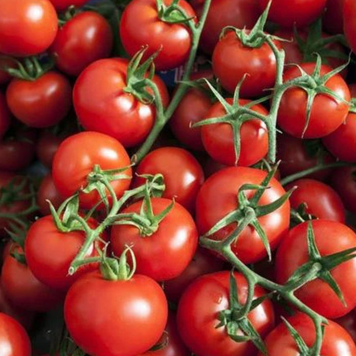 Ripe red tomatoes on the vine, close-up. Fresh, healthy produce for cooking and salads.