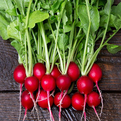 Fresh red radishes with vibrant green leaves and roots on a dark wooden surface.