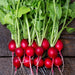 Fresh red radishes with vibrant green leaves and roots on a dark wooden surface.