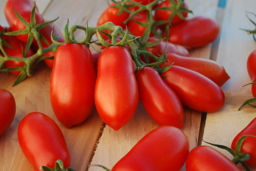 Ripe red plum tomatoes on the vine, scattered on a rustic wooden table. Fresh garden produce.