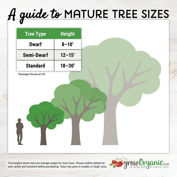 Flavor Supreme Pluot Tree