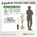 Guide to young tree sizes: potted vs bare root comparison (age, height, caliper). Pruned trees, person scale. Grow Organic.
