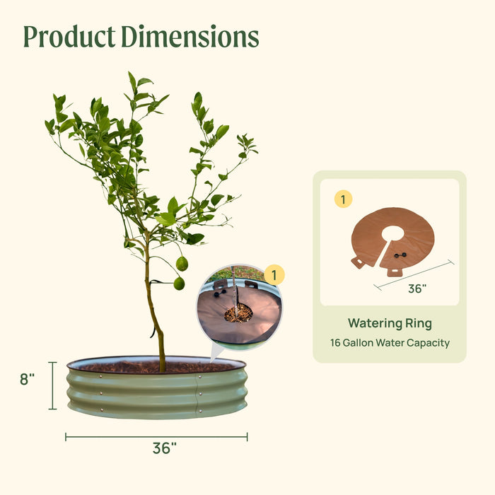 Lime tree in 8"H x 36"D corrugated metal raised garden bed with 36" 16-gallon watering ring. Product dimensions.