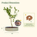 36" round metal raised garden bed (8"H) with citrus tree. Features 16-gallon tree watering ring, 36" diameter.