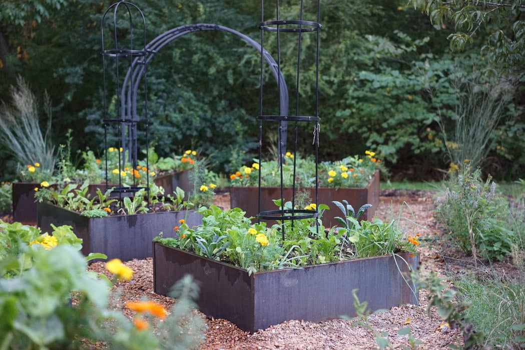 Corten steel raised garden beds with lush vegetables, bright marigolds, and elegant metal trellises in an organic backyard.