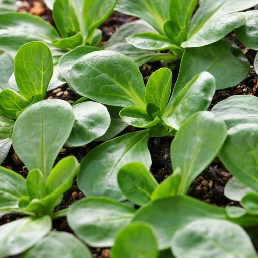 Vibrant green lamb's lettuce seedlings growing in dark garden soil. Fresh, healthy corn salad plants.