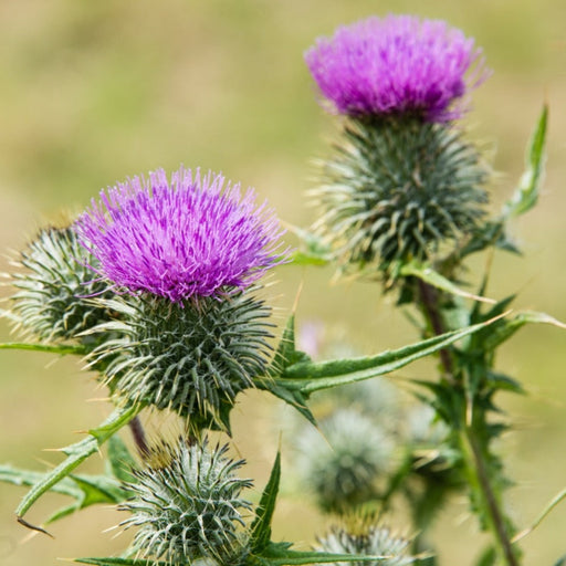 Vibrant purple thistle flowers with sharp green spines and leaves. Wild plant, wildflower, thorny.