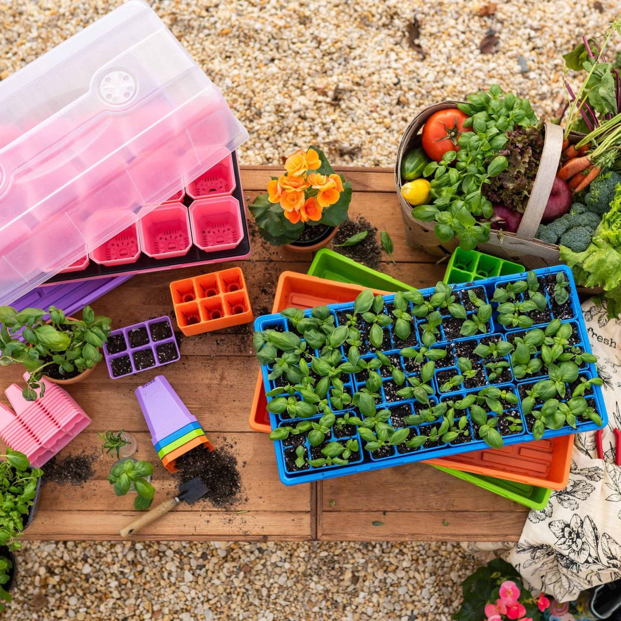 Colorful gardening setup with basil seedlings, seed starter trays, propagator, fresh vegetables, and garden tools on a wooden table.