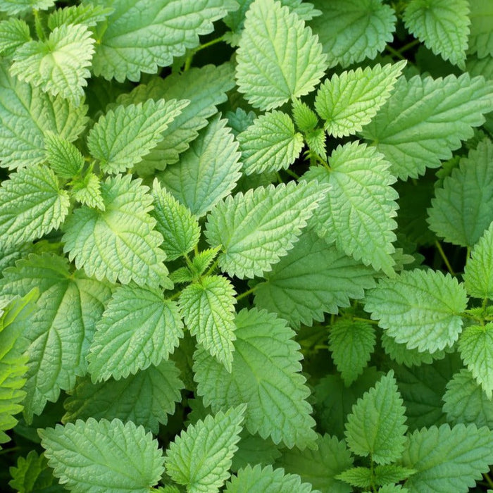 Vibrant green stinging nettle leaves, Urtica dioica, with serrated edges. Wild edible and medicinal plant.